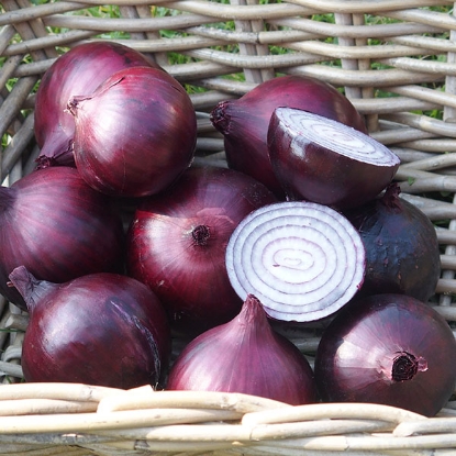 Picture of Onion Magnate F1